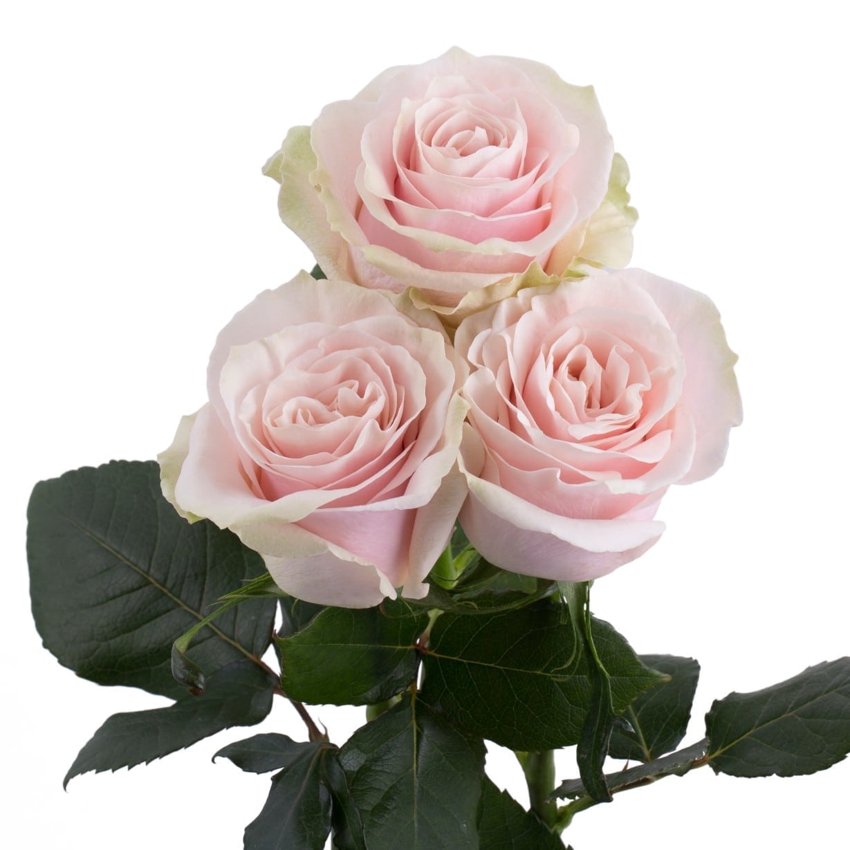 Pink Mondial Rose Variety Pink EbloomsDirect ubicaciondepersonas.cdmx