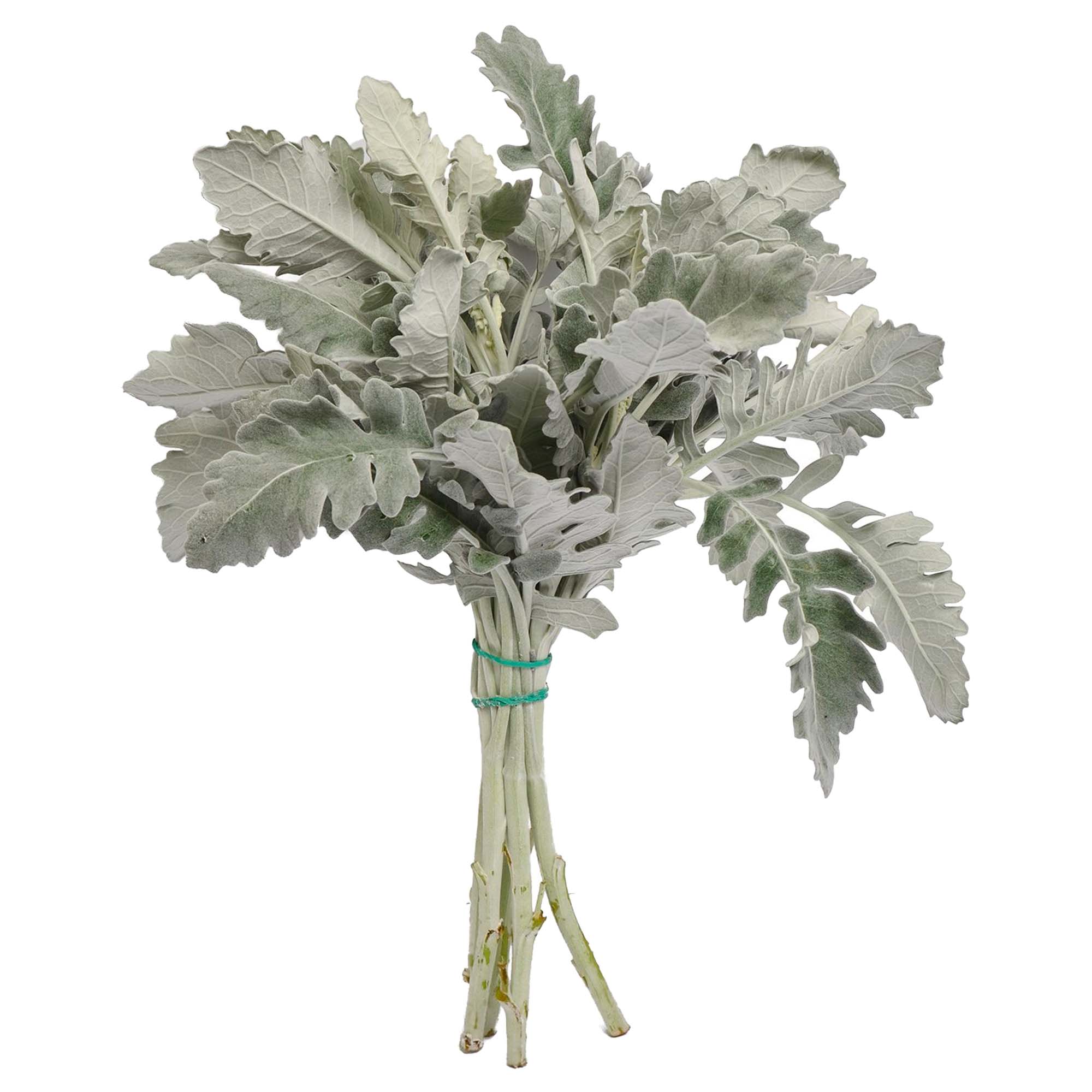 Greens Dusty Miller Inspiraterra