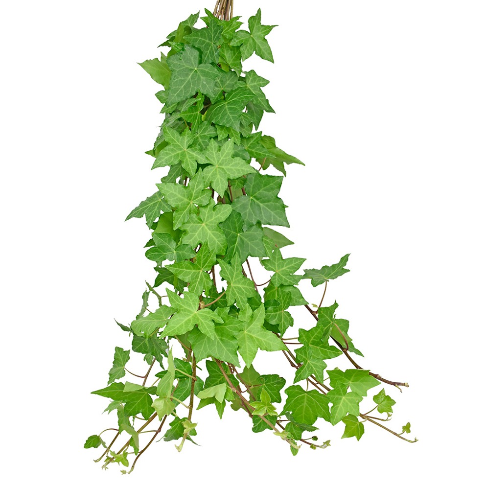 Greens Ivy Inspiraterra