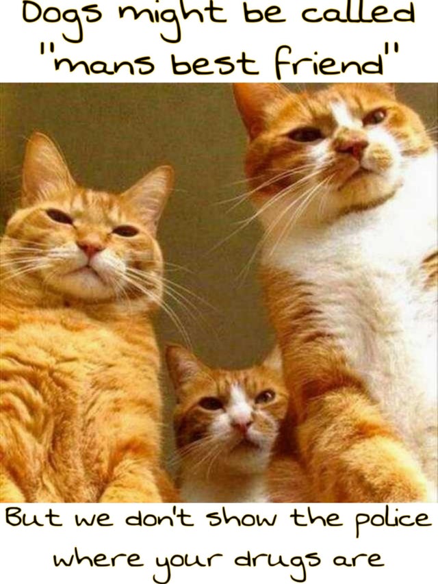 65 of the Best Cat Memes That Show Who’s the Real Boss Inspirationfeed