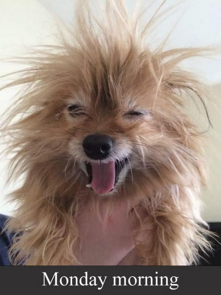 70 Funny Monday Memes To Help You Get Through The Day Inspirationfeed