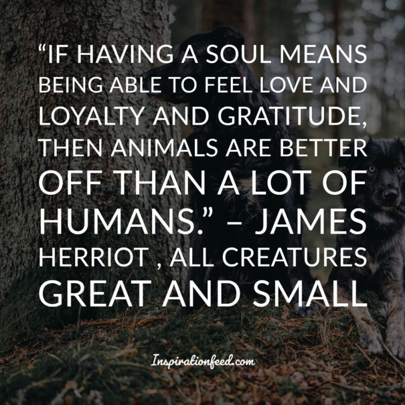 85 Inspiring Quotes For the Loyal and the Brave Inspirationfeed