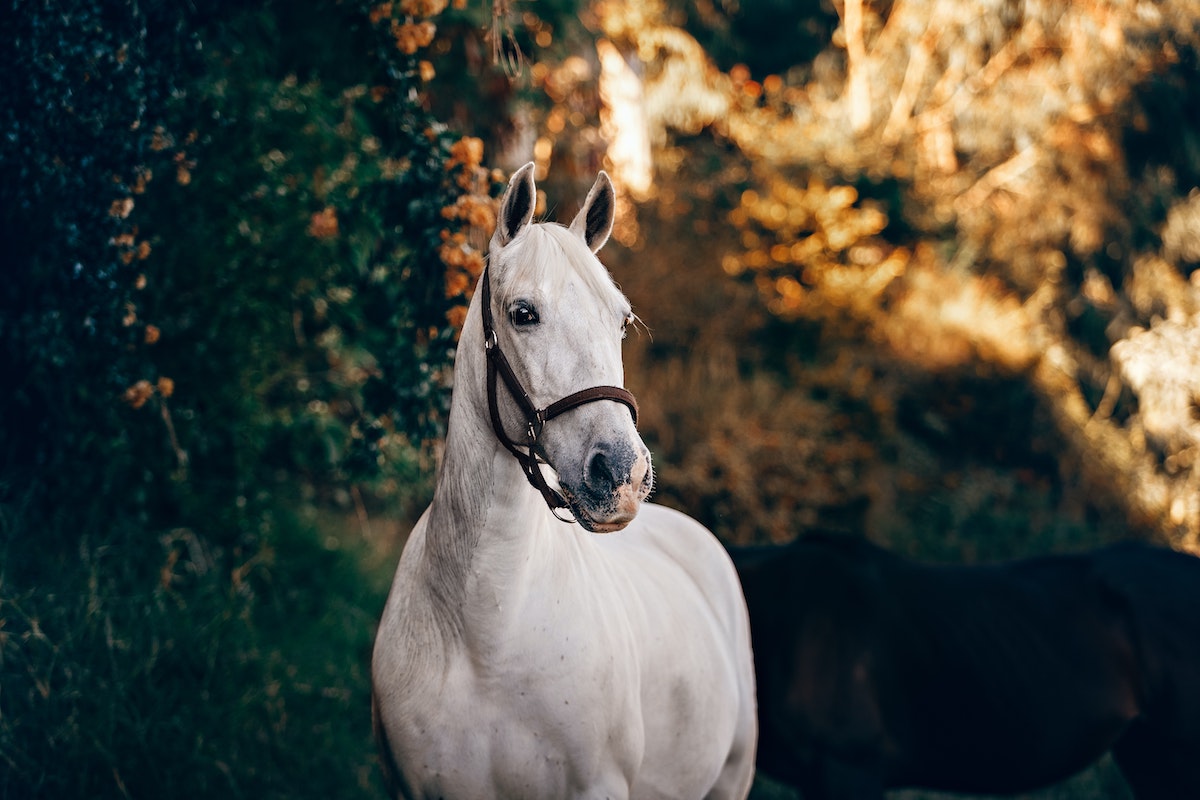 45 of the Best Horse Quotes To Set Your Soul and Spirit Free