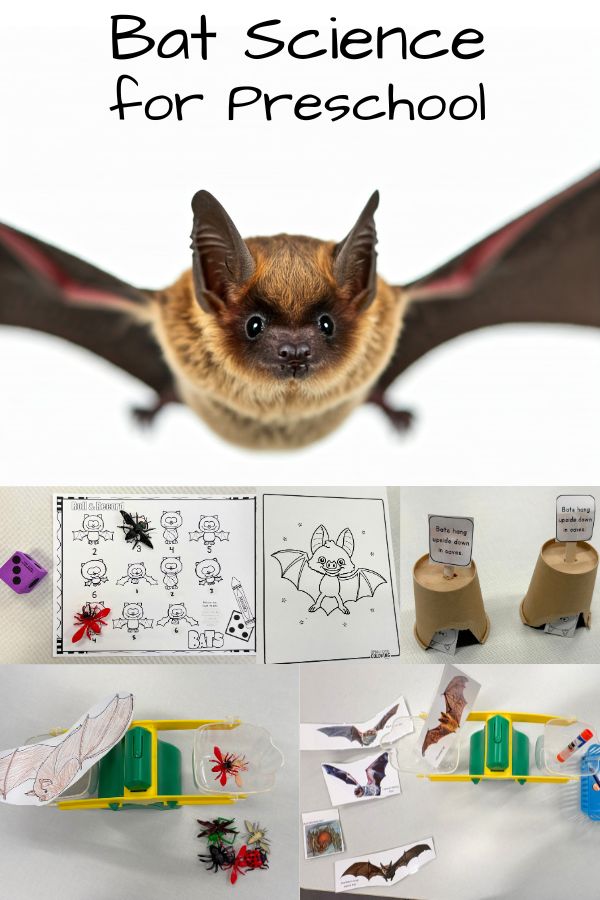 Bat Science Stations for Preschool Inspiration Laboratories