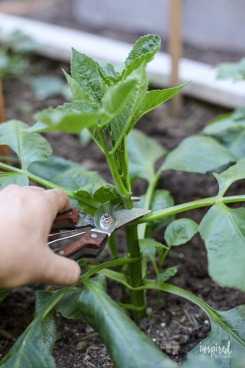 Growing Dahlias Trimming and Staking Adventures in Dahlia Growing