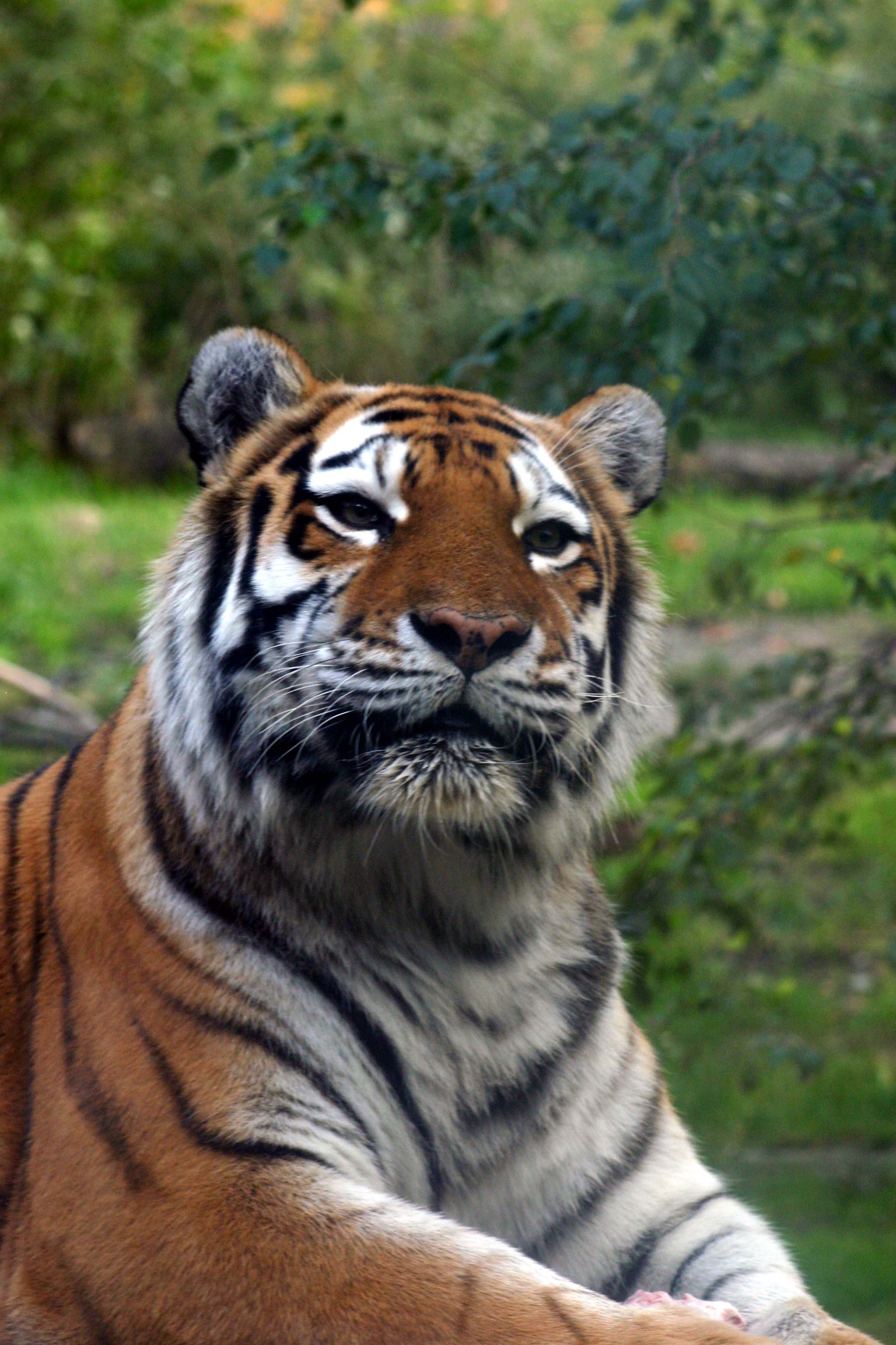 Tiger | Inspired by Creator