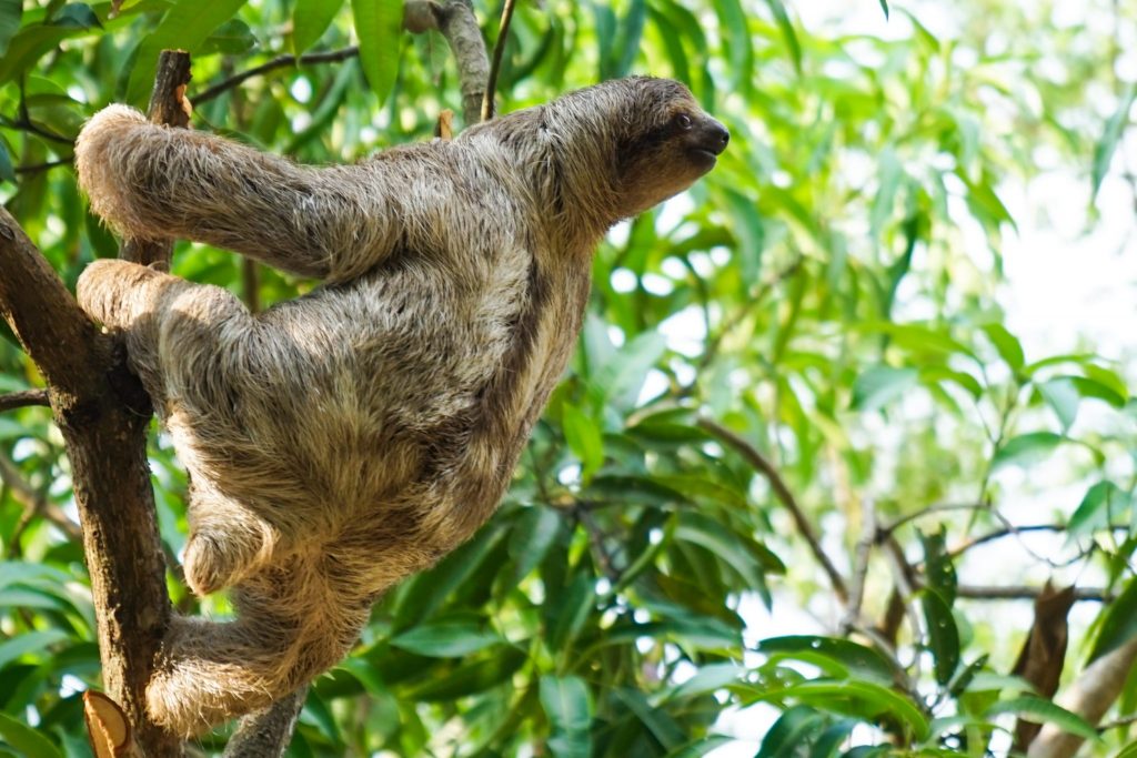 The Ultimate Guide To Wildlife Volunteering In Costa Rica! What To