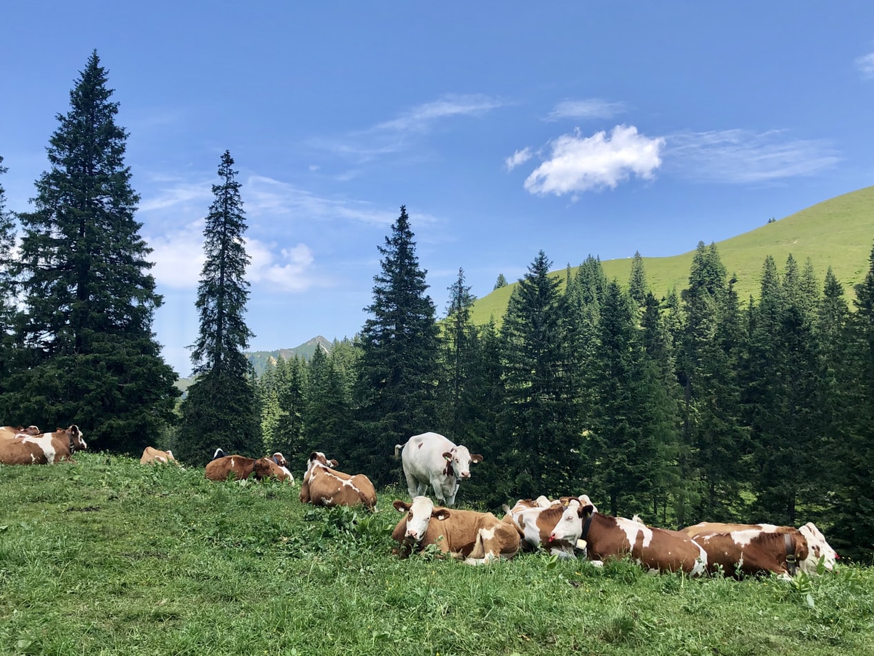 Wild Camping In Austria Absolutely Everything You Need To Know