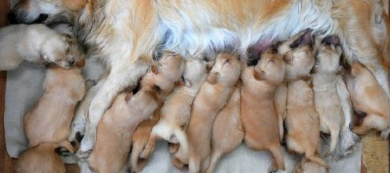 Birth Control for Dogs