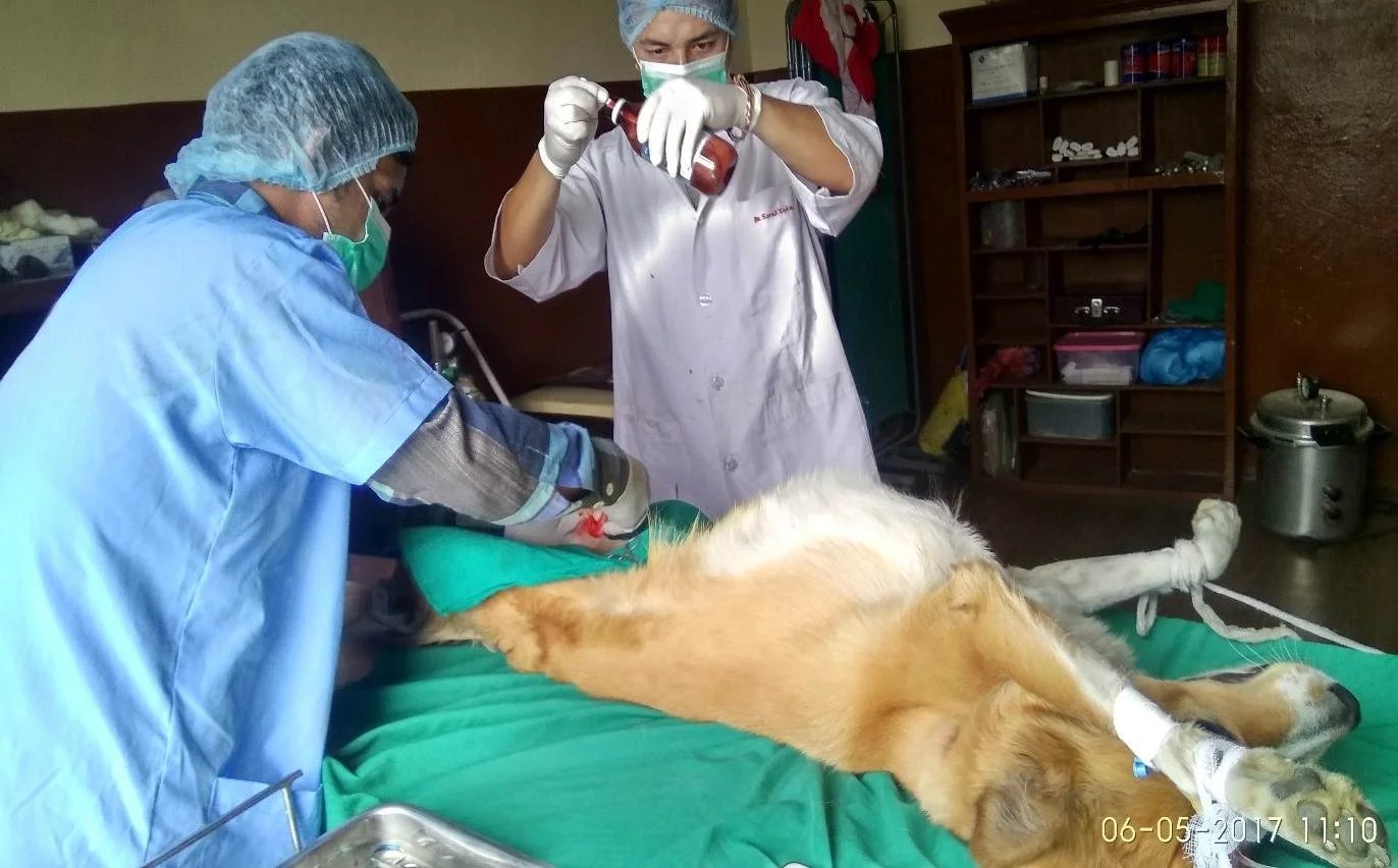 Birth Control for Dogs