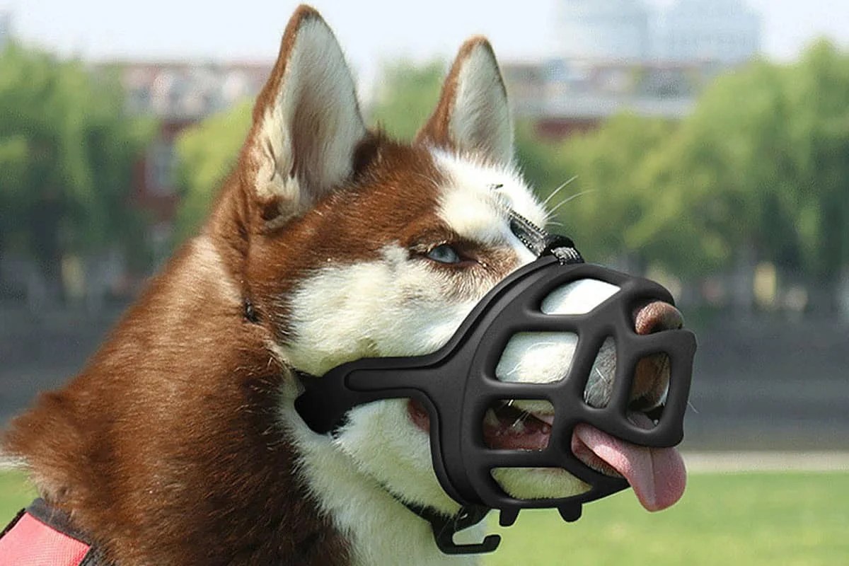 Dog Muzzle Usage Guide How to Safely Use Dog Muzzles