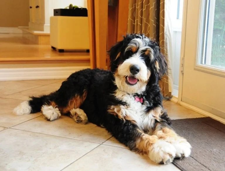 Bernedoodle Dog Breed Information & Pictures