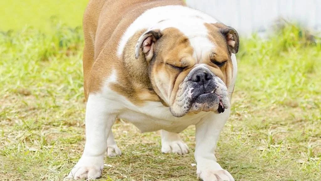 Constipation in Dogs Causes, Symptoms and Treatment
