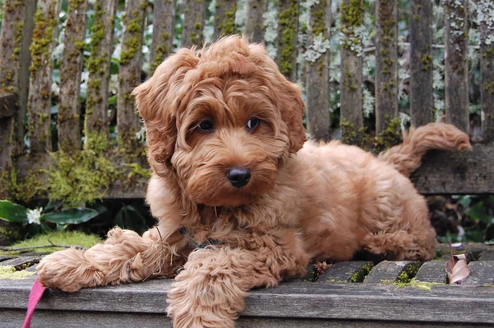 Do Labradoodles Shed? Are They Hypoallergenic Dogs?