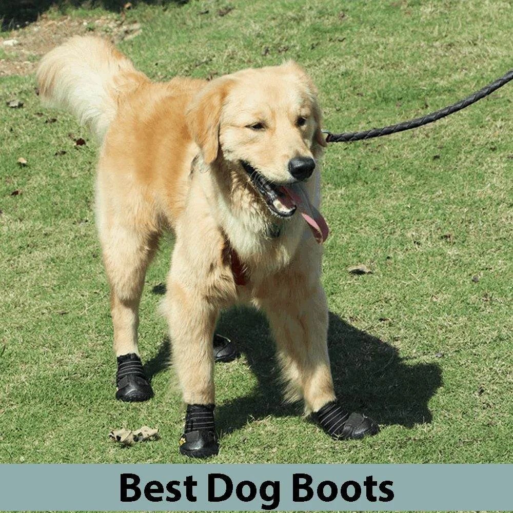 Best Gear for Dogs Inspire Dogs