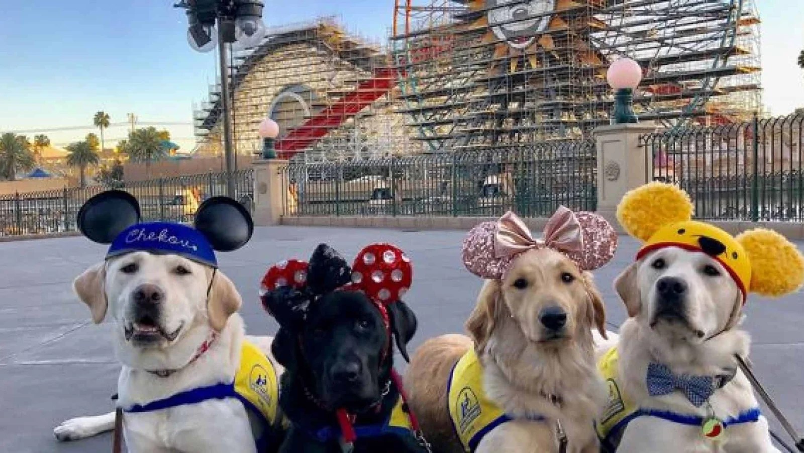 31 Dog Outing Ideas and Places