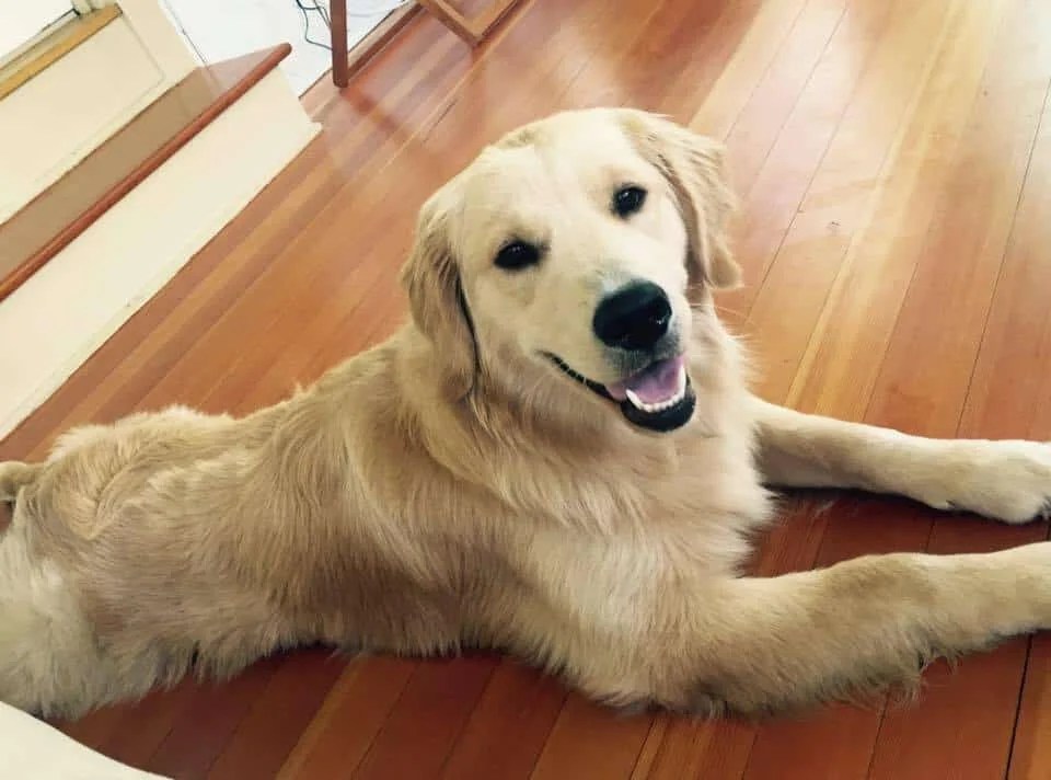 How to Know if Your Dog is Happy and What You Can do About It?