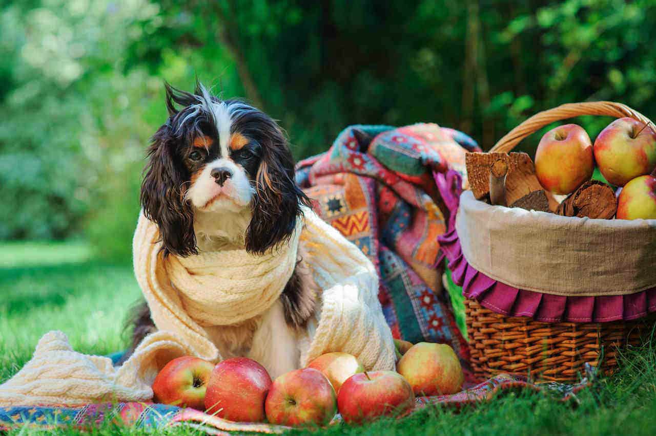 14 Fruits And Vegetables Your Dog Should Not Eat