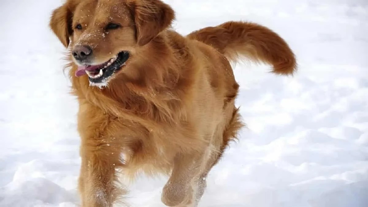 Can Golden Retrievers Tolerate Cold Weather?
