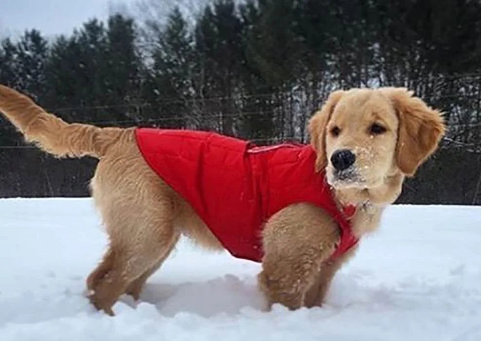 5+ Signs that Your Female Golden Retriever is in Heat