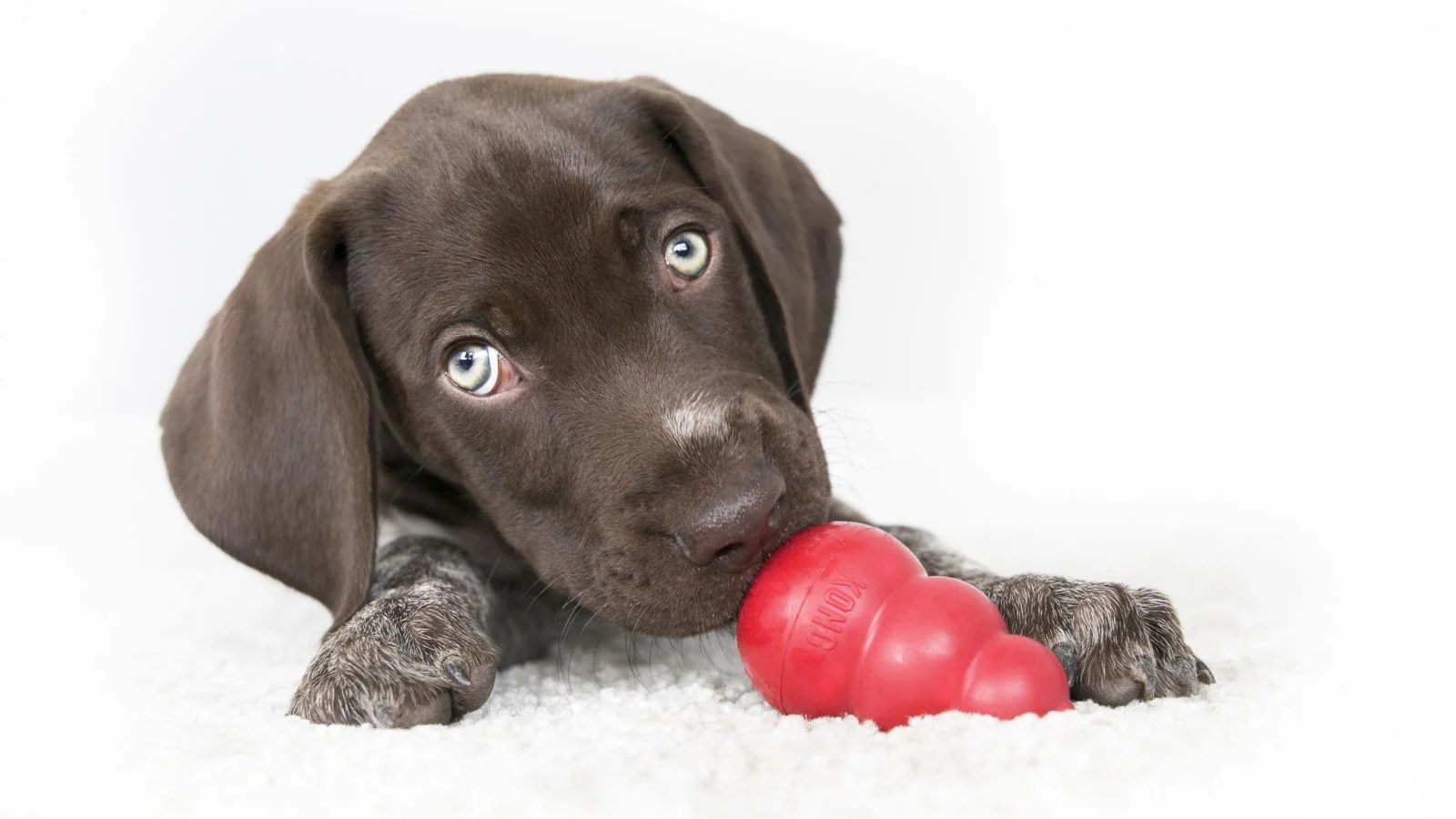 Best Kong Products For Big Dogs