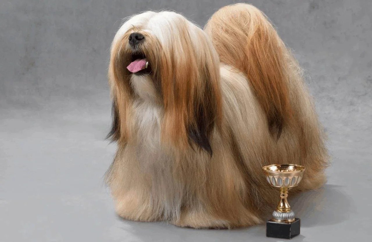 Dog Fur and Skin Problems Types, Symptoms, Reasons and Solutions