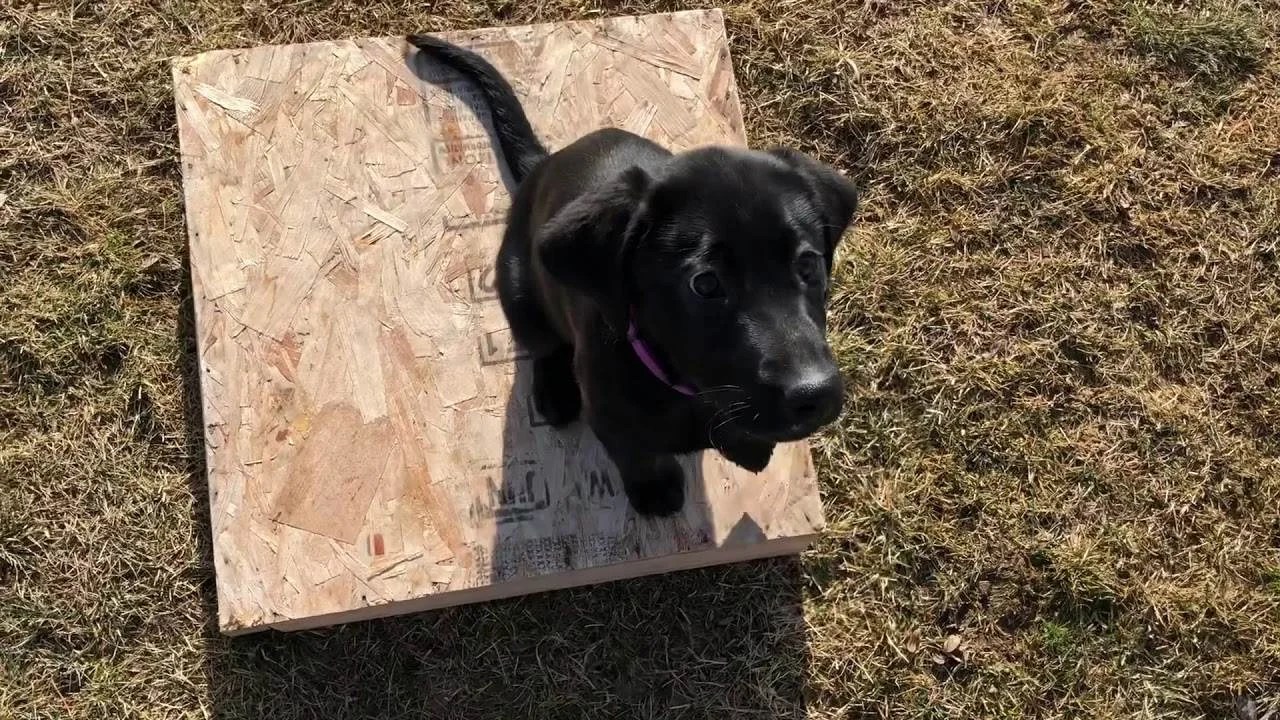 Training Retriever for Hunting Stands Inspire Dogs