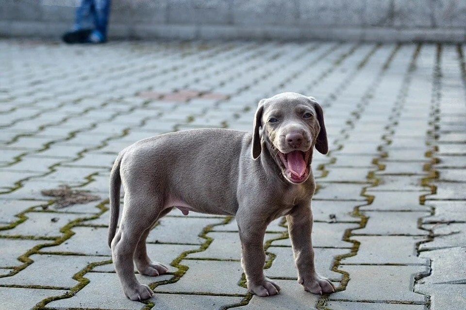 Weimaraner Labrador Mix Breed Information, Characteristics & Facts