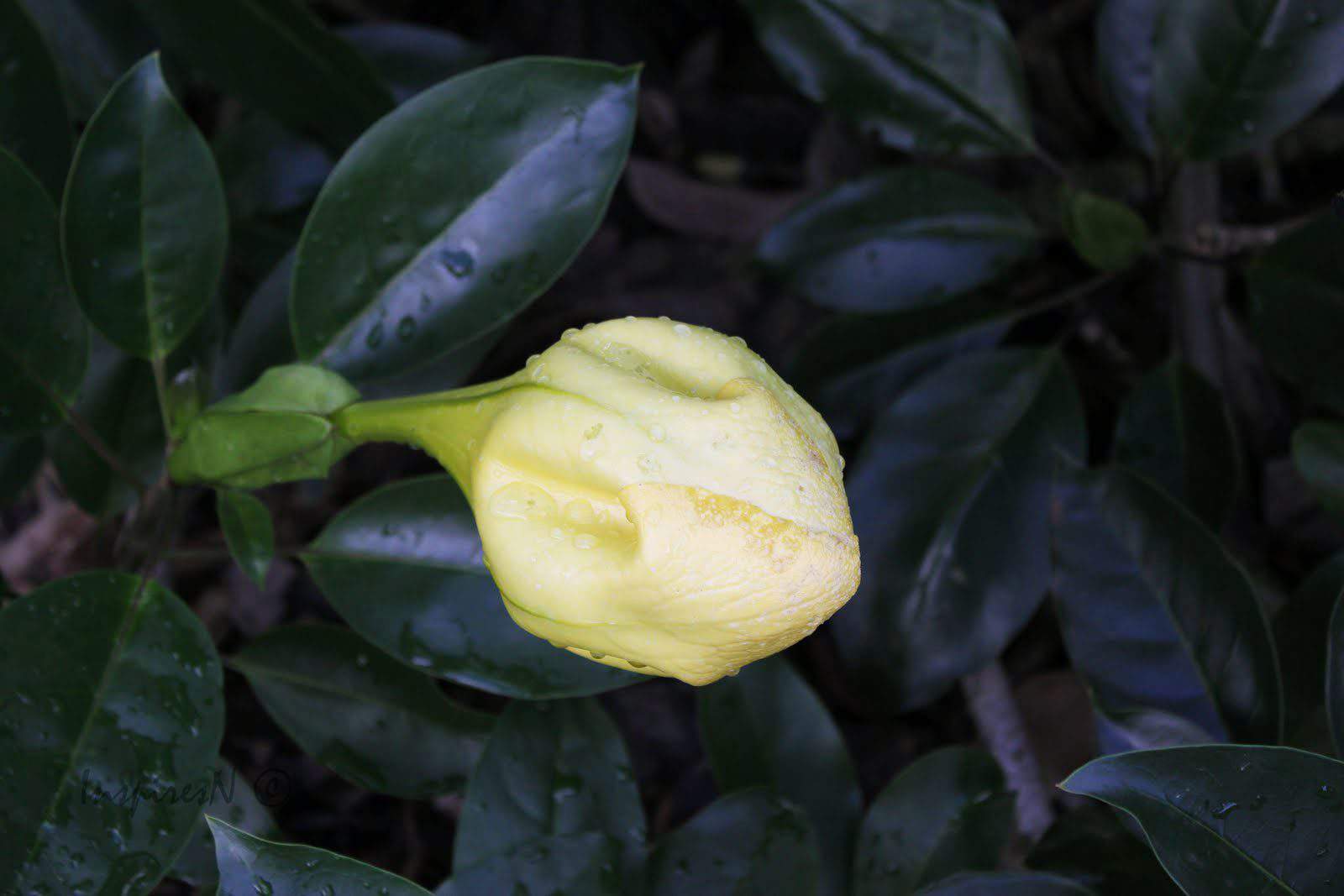 Click of the day Bud and Flower InspiresN