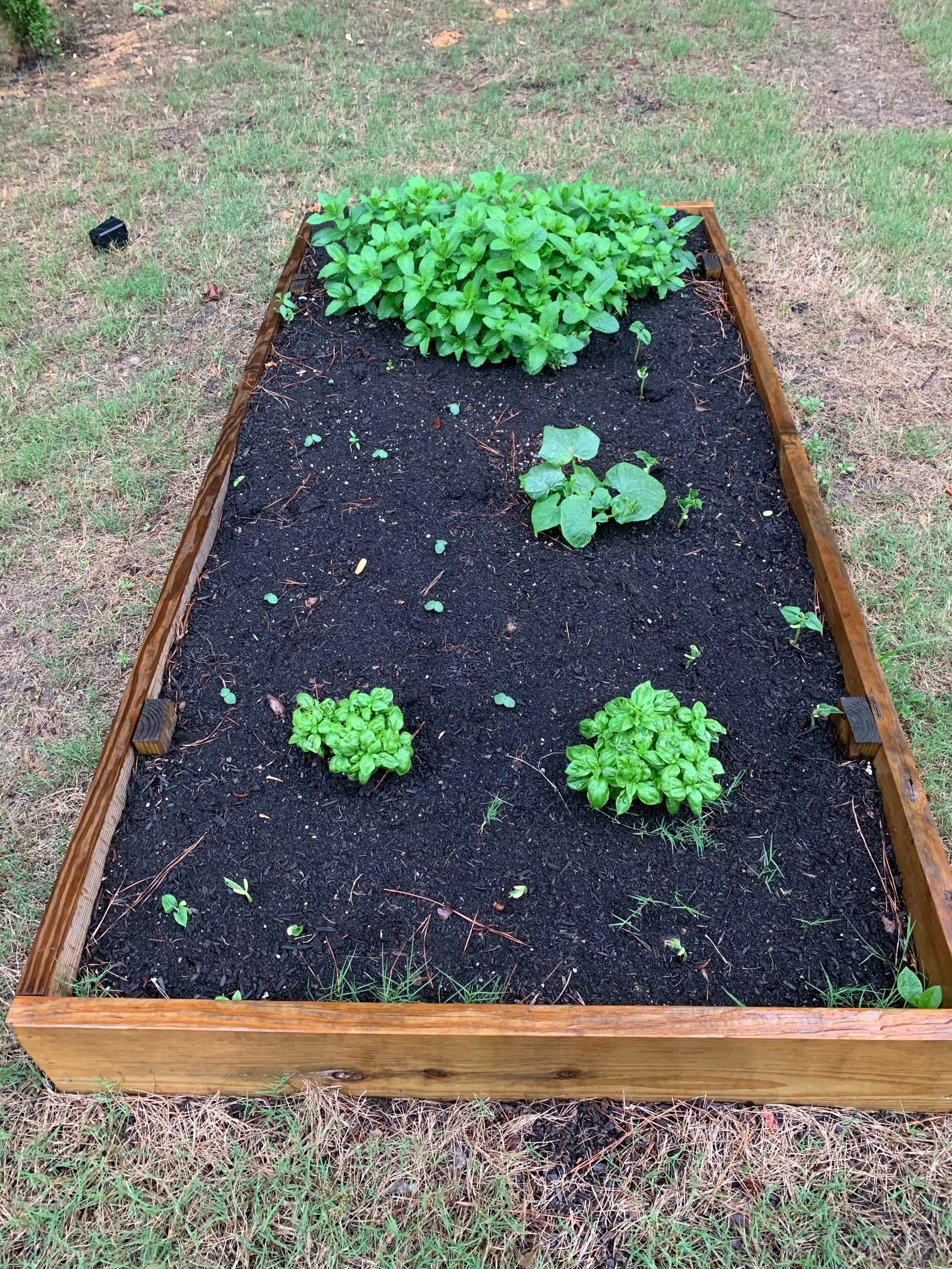 Garden bed with mint, sweet basil, cucumber and the little sprouts from beans and okra