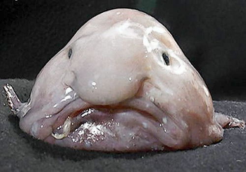 The 10 Weirdest Sea Creatures of the World inspirich
