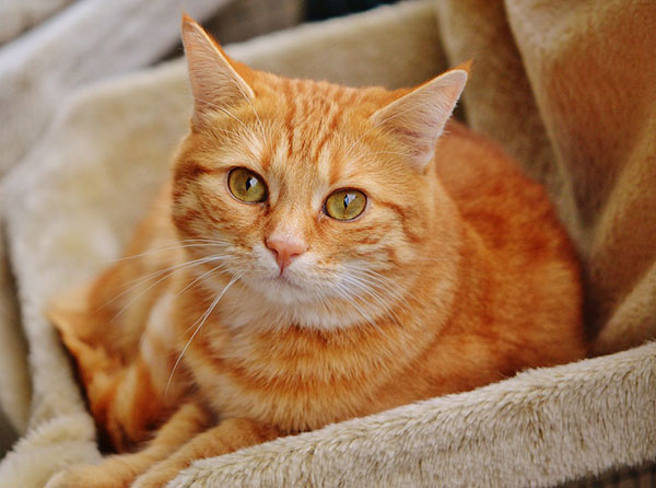 The Most Popular Animals Owned As Pets In The US