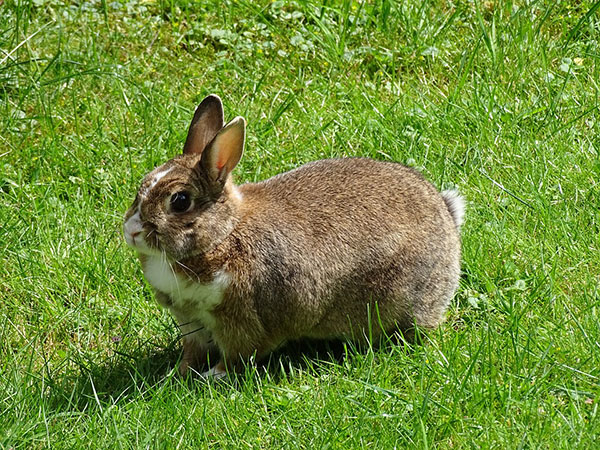 The Most Popular Animals to Hunt in North America