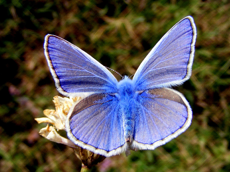 Butterfly Inspiring Purpose