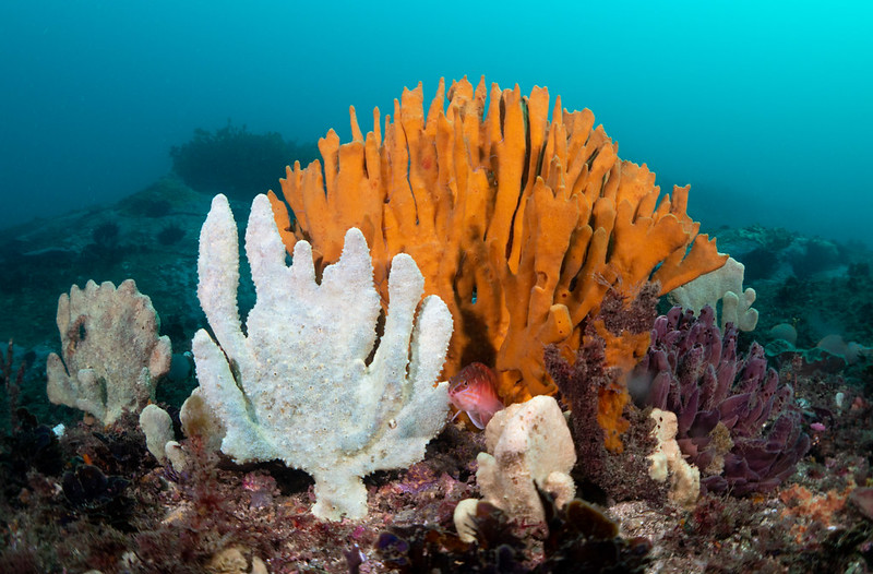 Soaking It Up, The Incredible Lives Of Marine Sponges Inspiring Tasmania