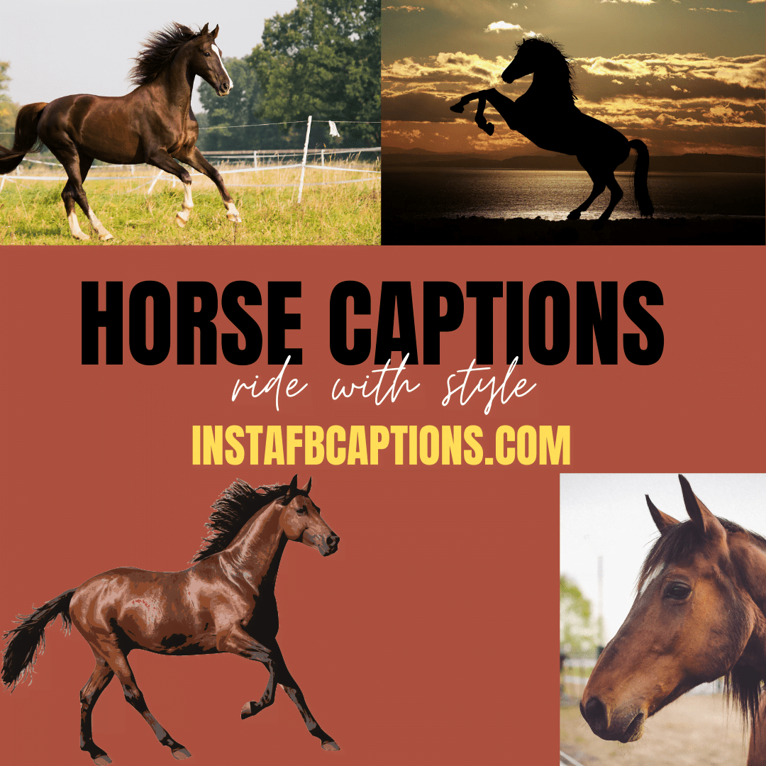 96 Horse Riding Instagram Captions for Pictures with Horse in 2021