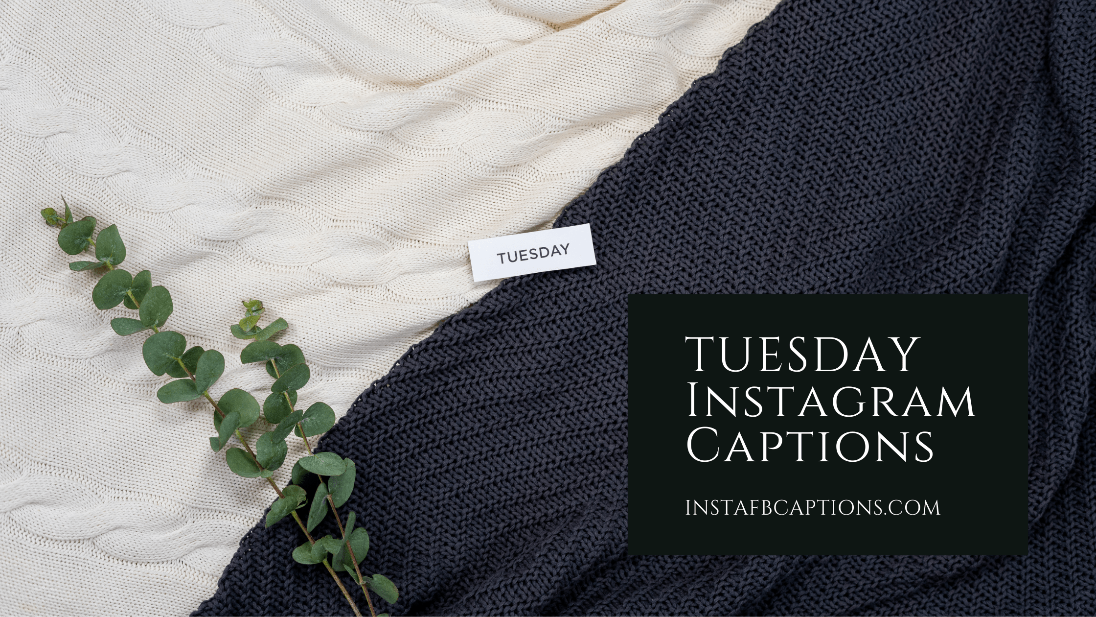 50+ TUESDAY Instagram Captions and Quotes in 2024