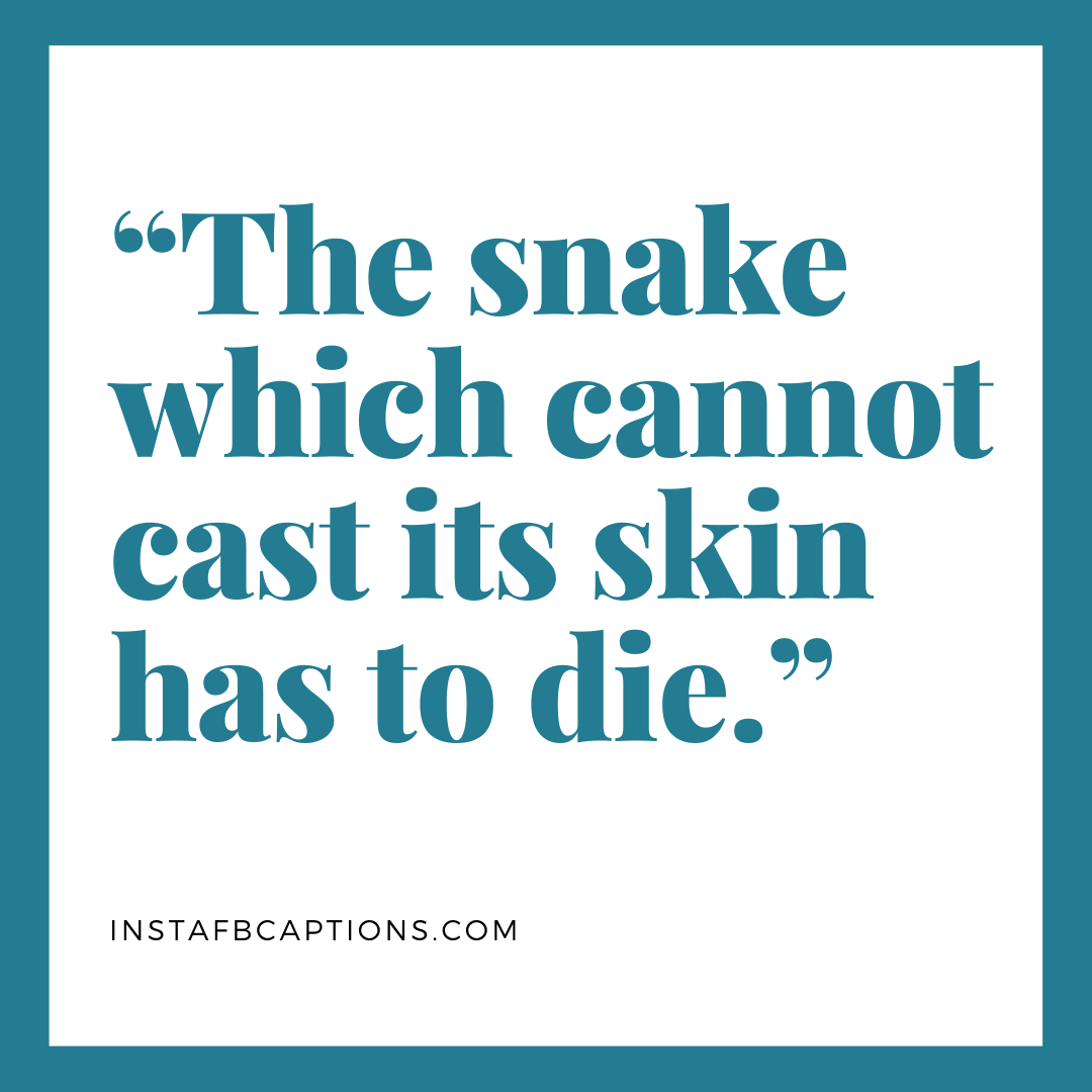 quotes about snakes and fakes Snake Quotes For All Your Fake Friends In 2022