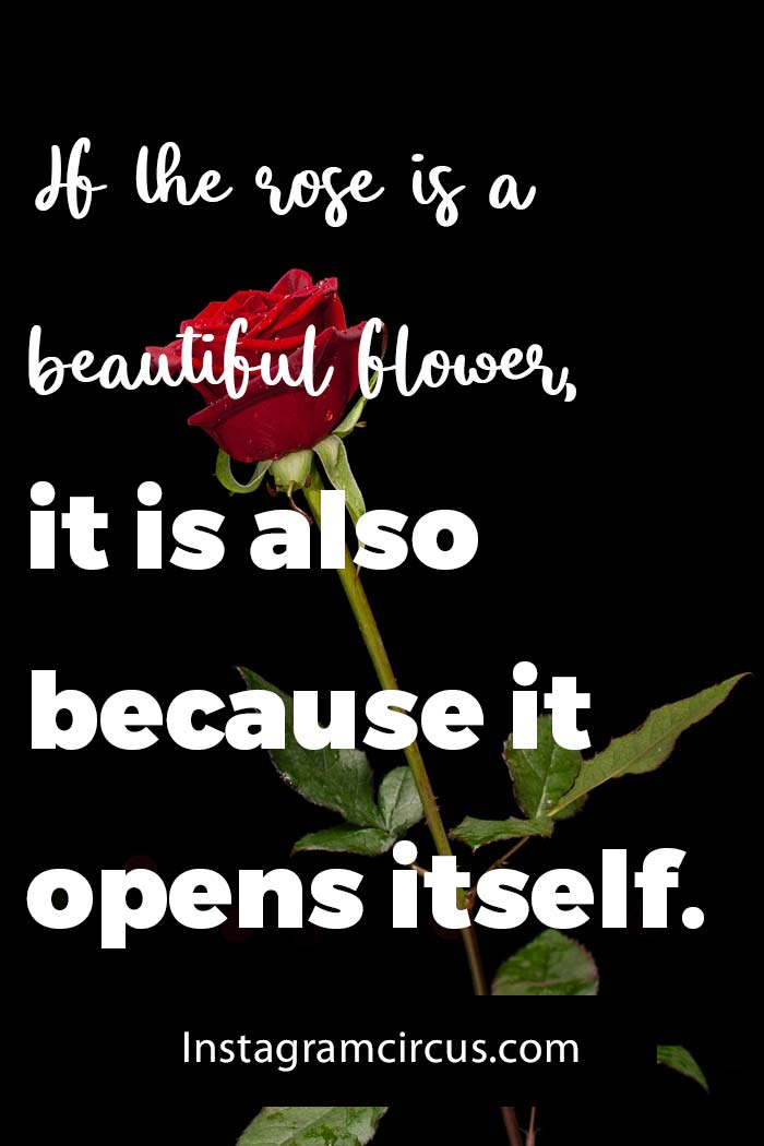 27+ Blooming Flower Quotes to Make People Smile!