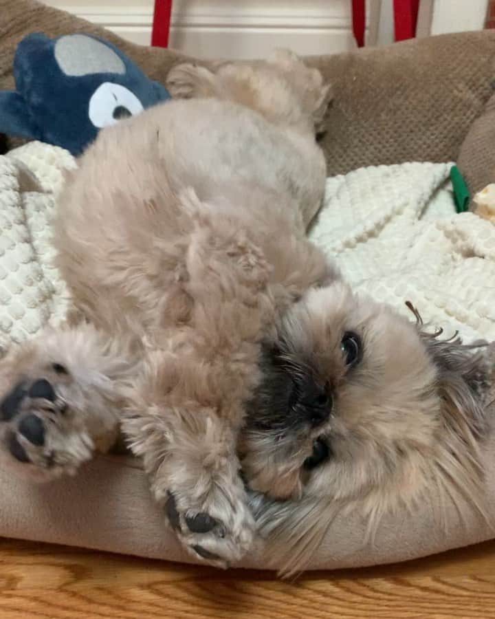 Dougie the Shih Tzuさんのインスタグラム動画 (Dougie the Shih TzuInstagram