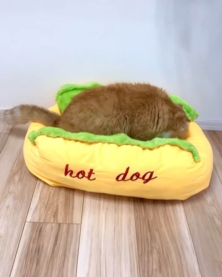 bunny & 2 catsさんのインスタグラム動画 (bunny & 2 catsInstagram)「Let's make a hot