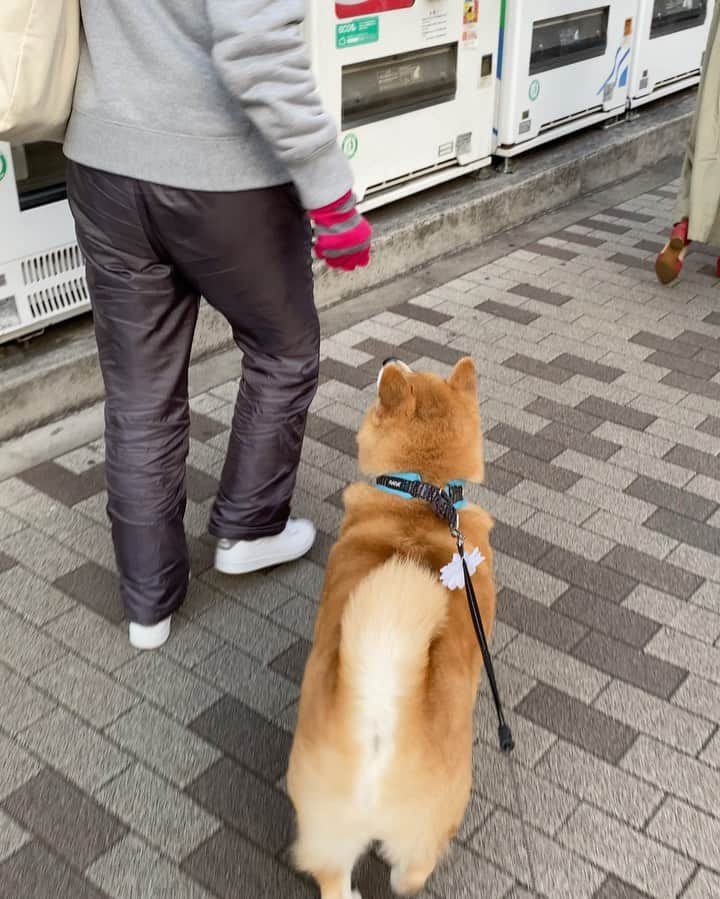まる（まるたろう）さんのインスタグラム写真 (まる（まるたろう）Instagram)「Mom!! Let's go home