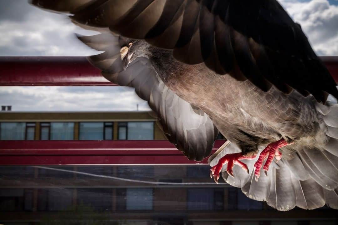 ナショナルジオグラフィックさんのインスタグラム写真 (ナショナルジオグラフィックInstagram)「Photo by