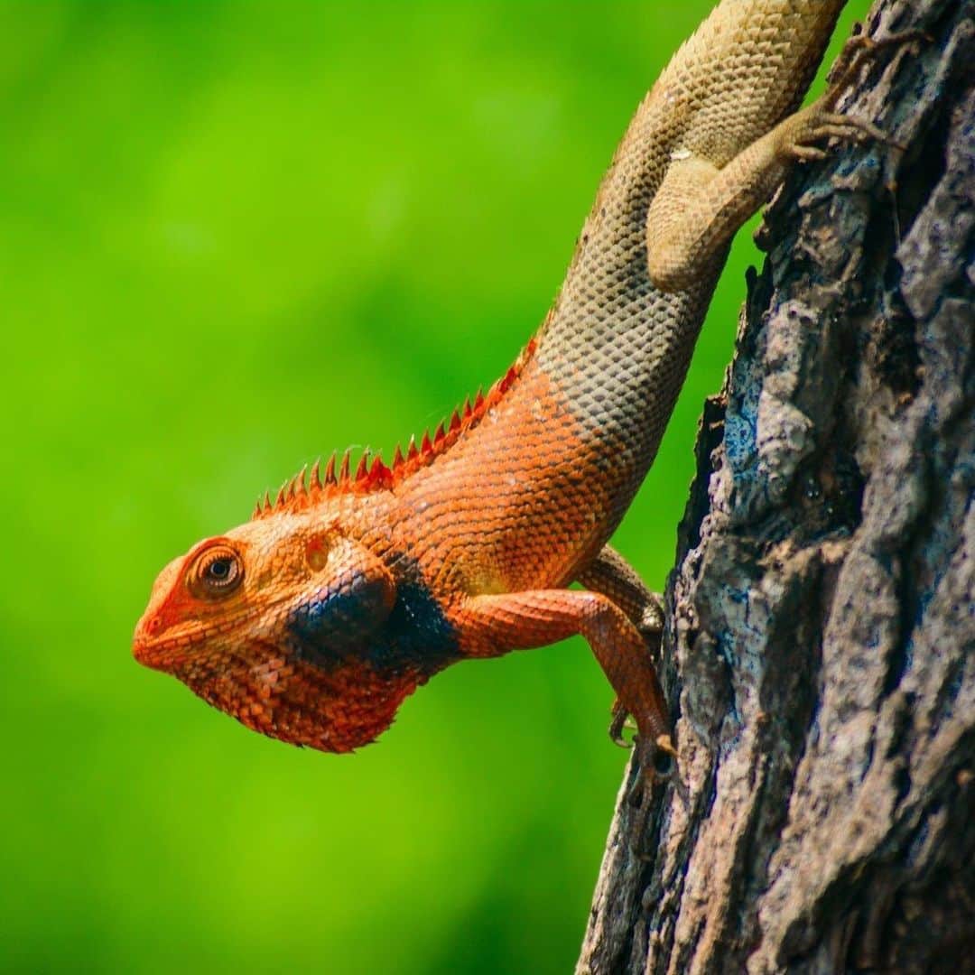アメリカ自然史博物館さんのインスタグラム写真 (アメリカ自然史博物館Instagram)「Why the red face