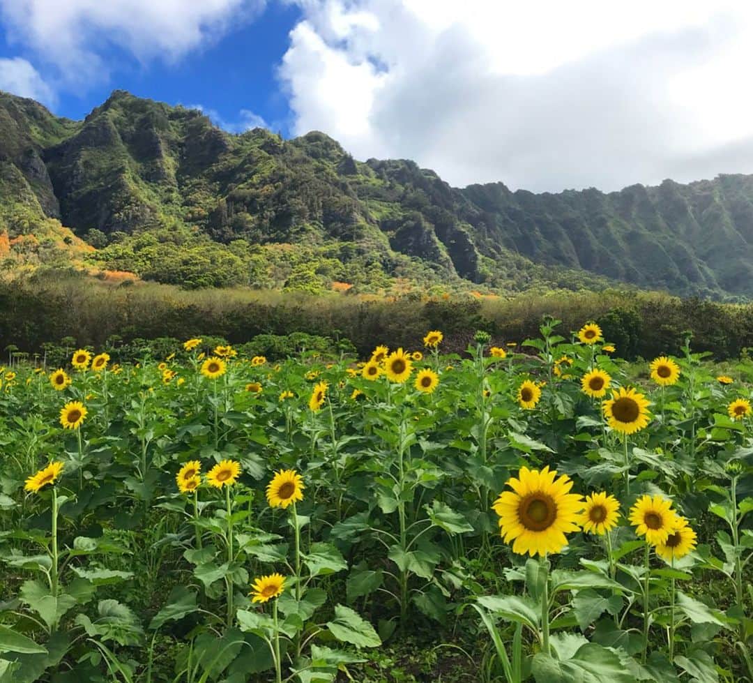 マキ・コニクソンさんのインスタグラム写真 (マキ・コニクソンInstagram)「Good morning from Waimanalo