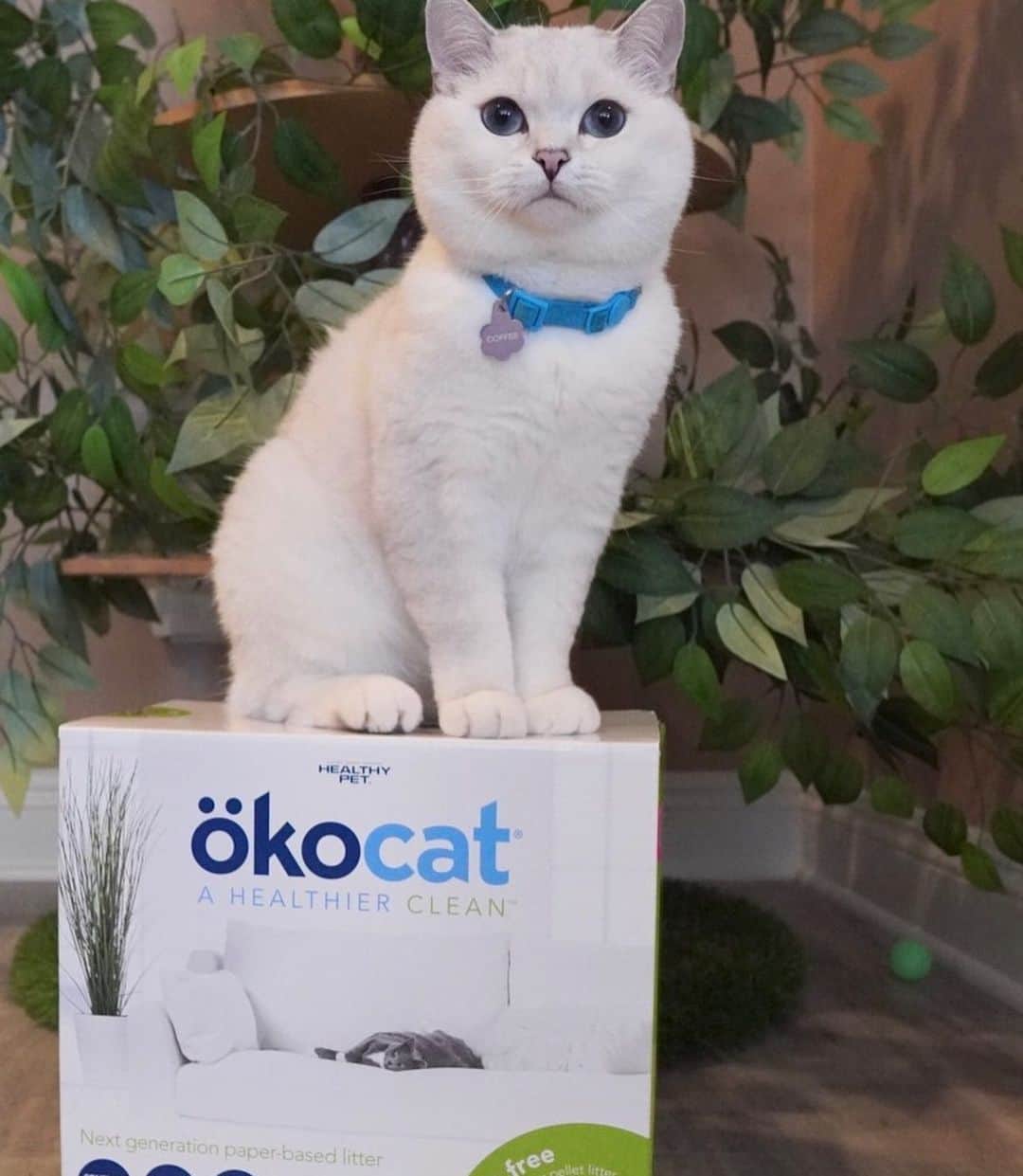 ミスター・ホワイトさんのインスタグラム写真 (ミスター・ホワイトInstagram)「okocat cat litter is