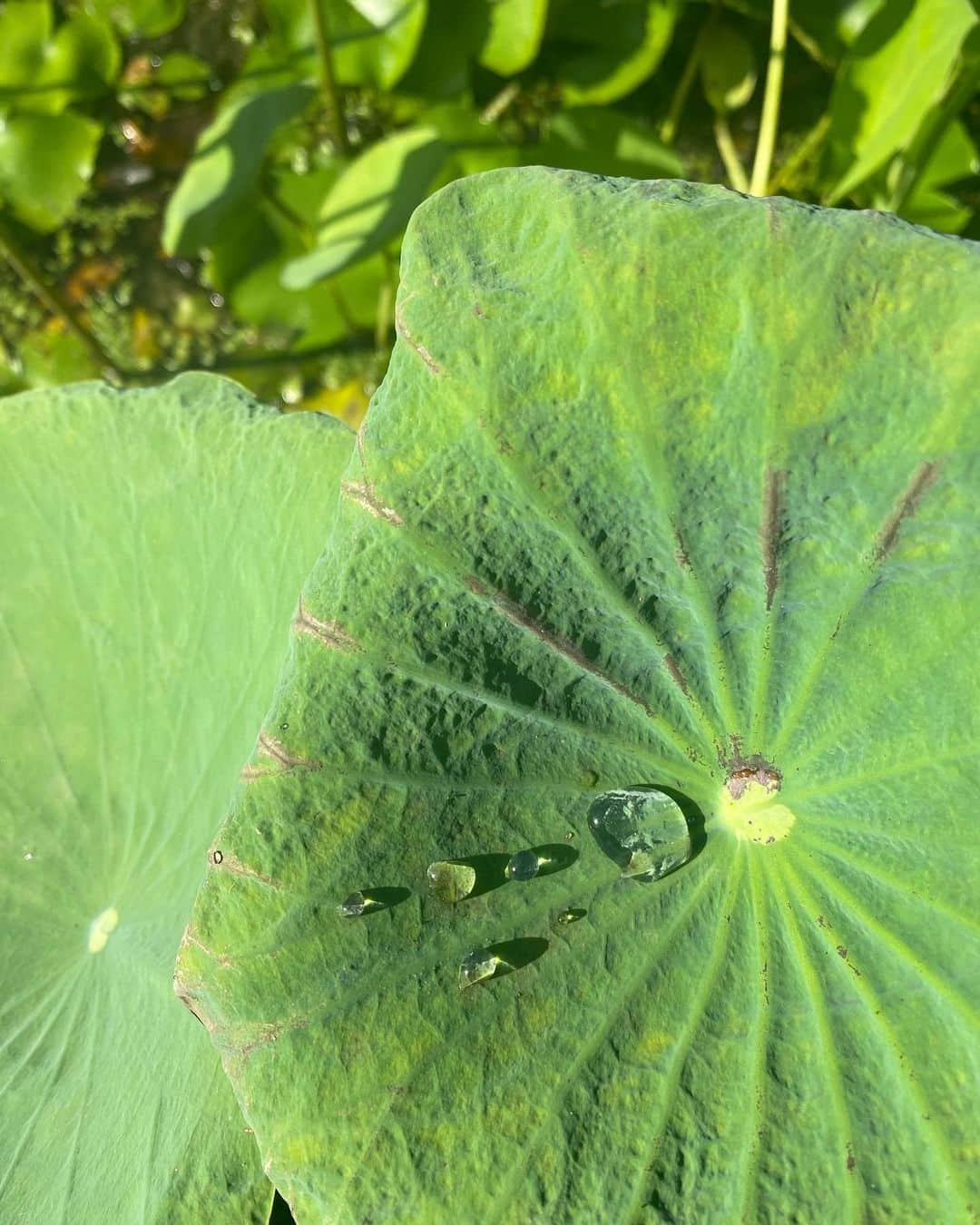 Inka Williamsさんのインスタグラム写真 (Inka WilliamsInstagram)「Lotus... a plant