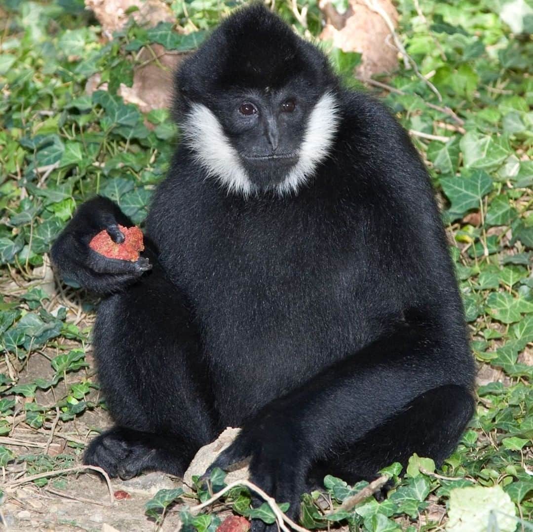 スミソニアン国立動物園さんのインスタグラム写真 (スミソニアン国立動物園Instagram)「“To treat white