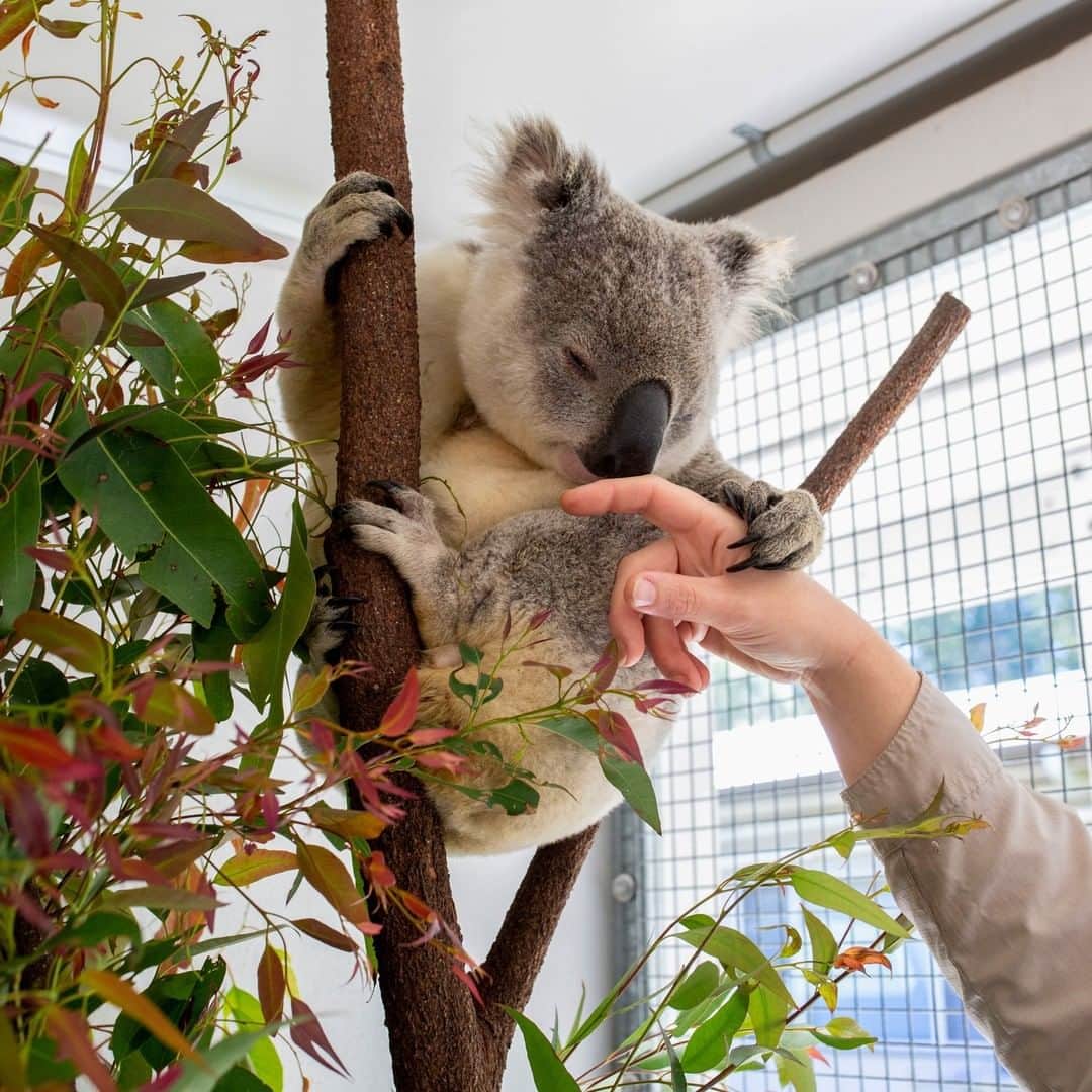 ニューヨーク・タイムズさんのインスタグラム写真 (ニューヨーク・タイムズInstagram)「When it comes to