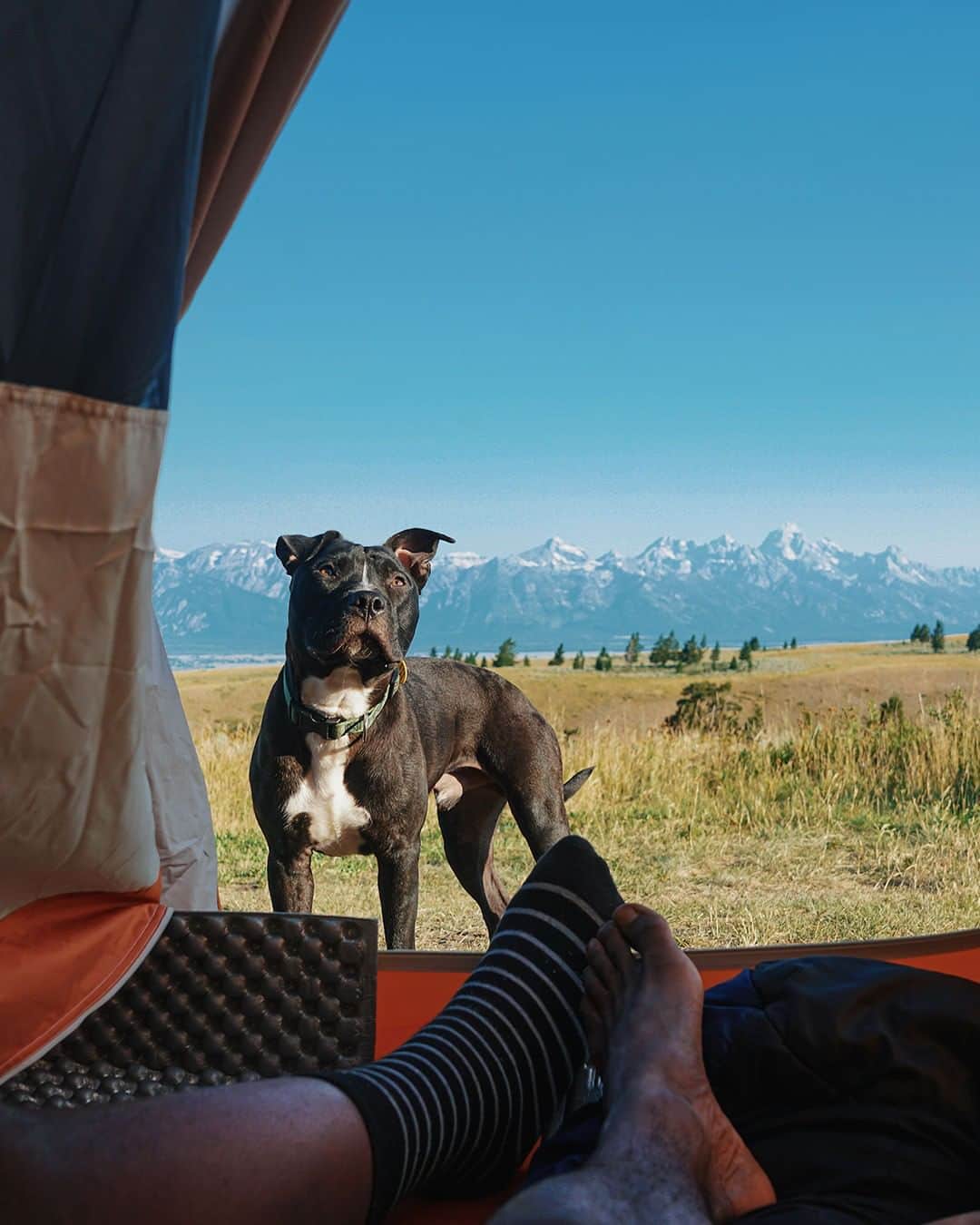 エディー・バウアーさんのインスタグラム写真 (エディー・バウアーInstagram)「Think your dog has the pet